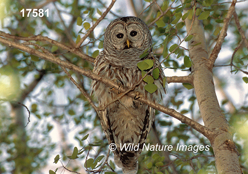 Barred Owl (Strix varia)